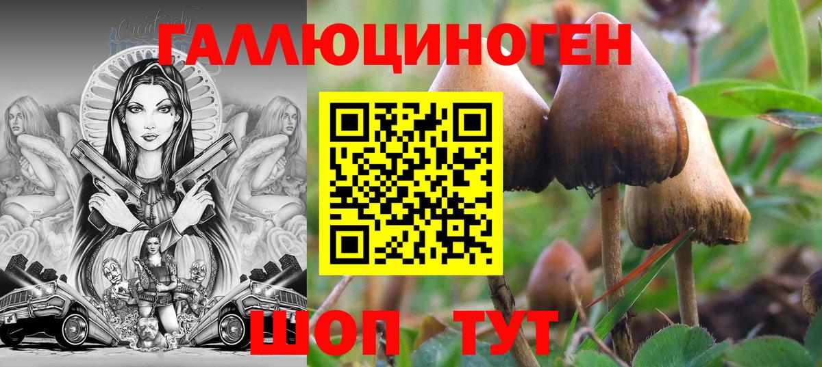 Галлюциногенные грибы Psilocybe Холмск